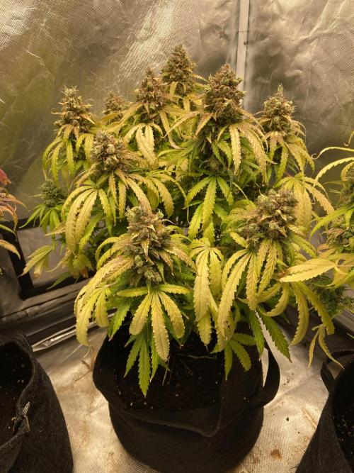 Fractal. Week 10