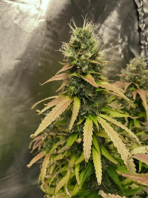 Fractal. Week 10