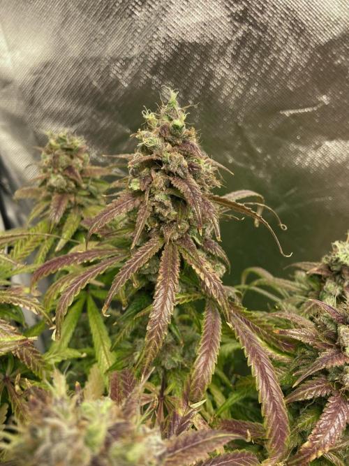 Fractal. Week 10