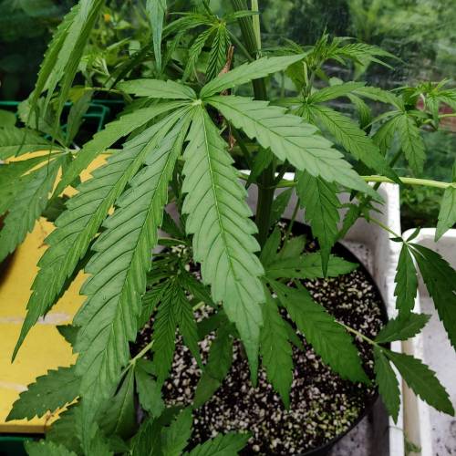 Zkittlez Auto, Girl Scout Cookies Auto grow journal by Bjarnes_buds