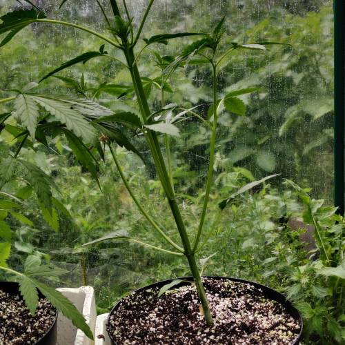 Zkittlez Auto, Girl Scout Cookies Auto grow journal by Bjarnes_buds