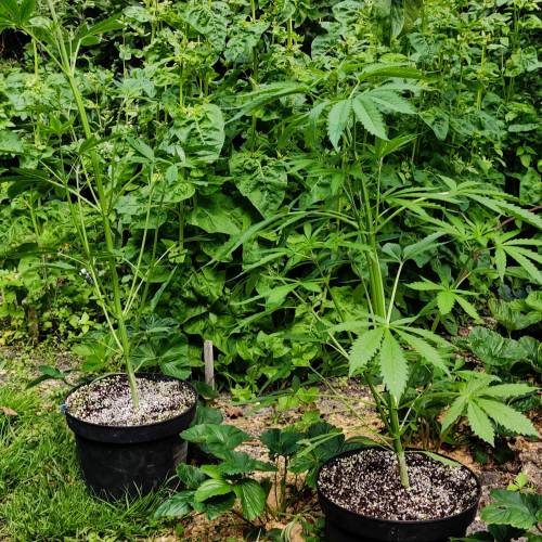 Zkittlez Auto, Girl Scout Cookies Auto grow journal by Bjarnes_buds