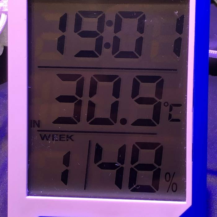  Sweet Nurse Auto CBD. Week 1