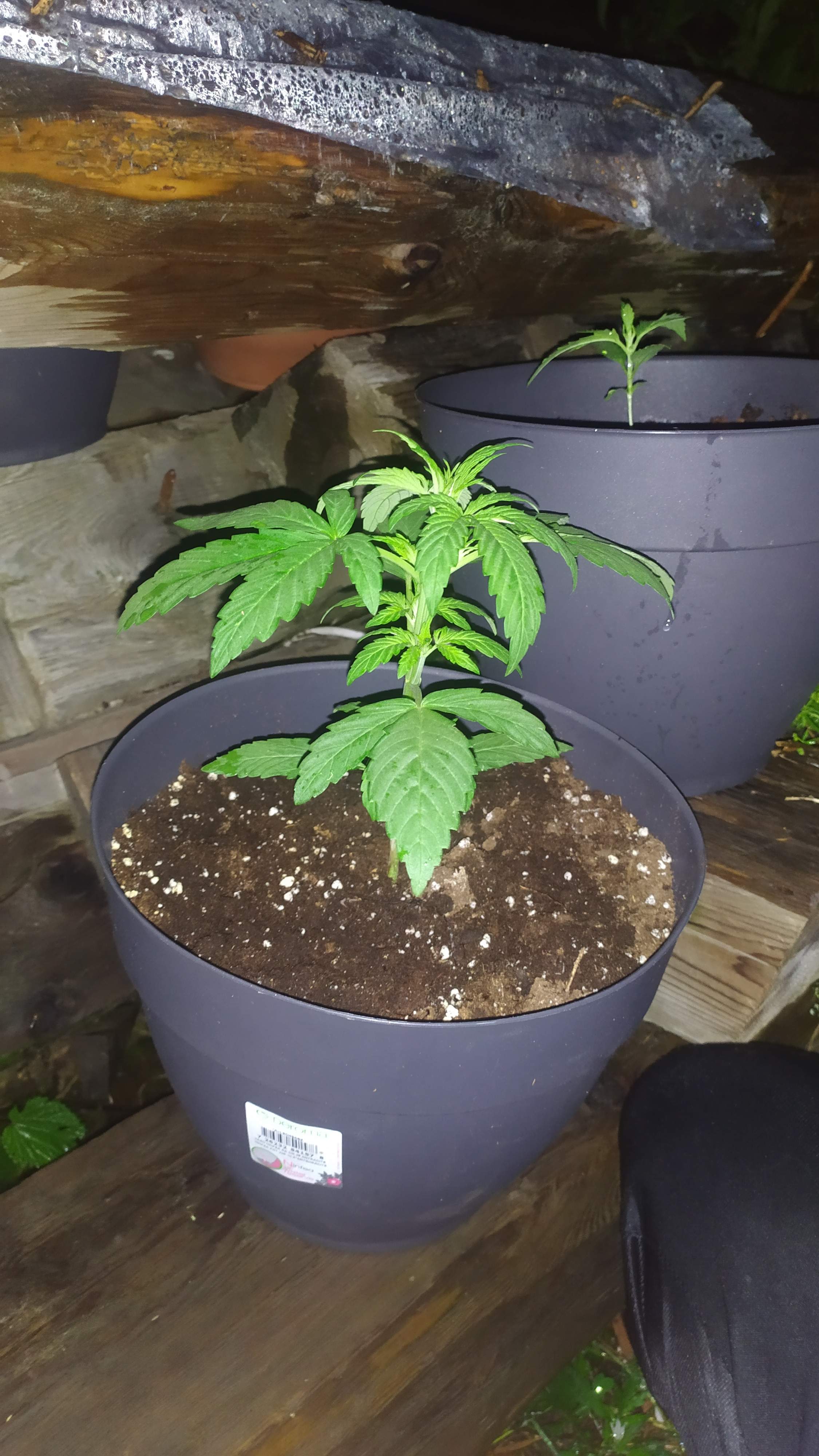 Ministry of Cannabis Autopilot XXL grow diary (journal) week4 by Kiko6