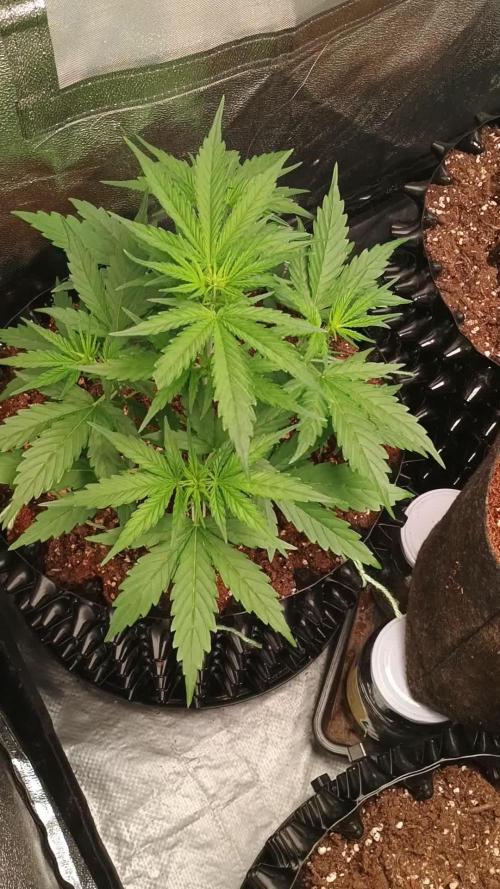 Auto Melonade Runtz - Dutch Passion