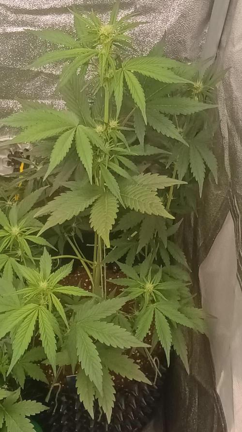 Apple Fritter Automatic - Zamnesia