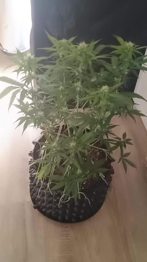 Auto Melonade Runtz - Dutch Passion