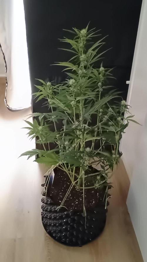 Apple Fritter Automatic - Zamnesia