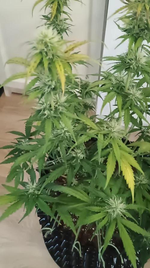 Auto Melonade Runtz - Dutch Passion