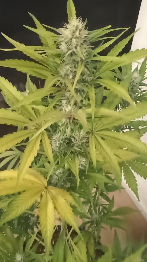 Apple Fritter Automatic - Zamnesia