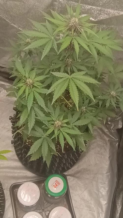 Red Pure CBD Auto - Sweet Seeds