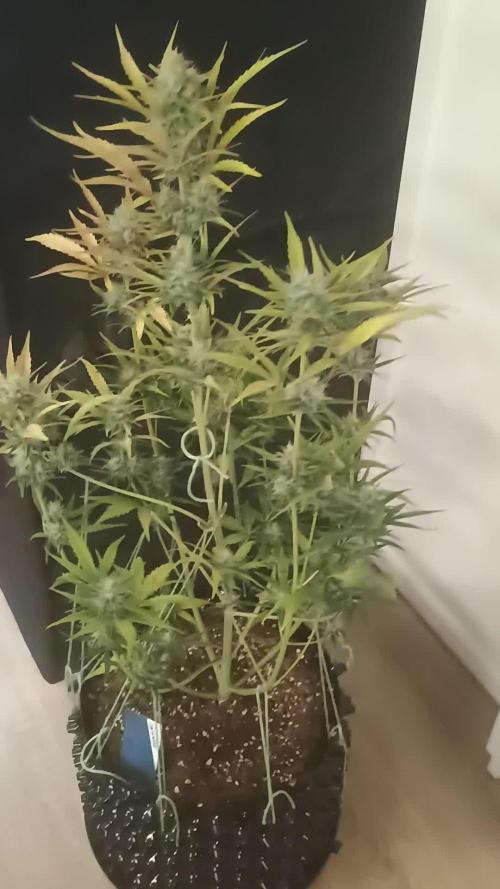 Apple Fritter Automatic - Zamnesia