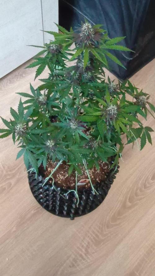 Red Pure CBD Auto - Sweet Seeds