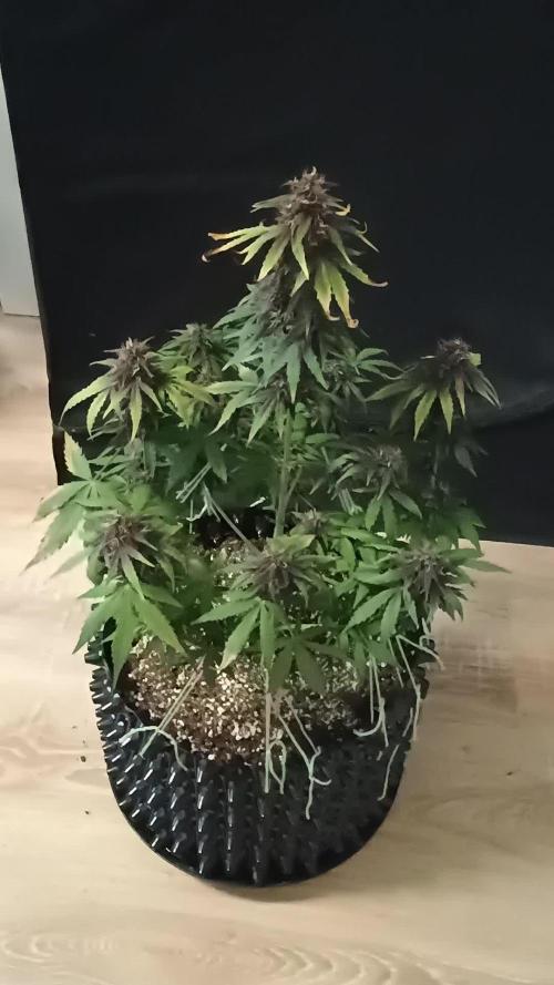 Red Pure CBD Auto - Sweet Seeds