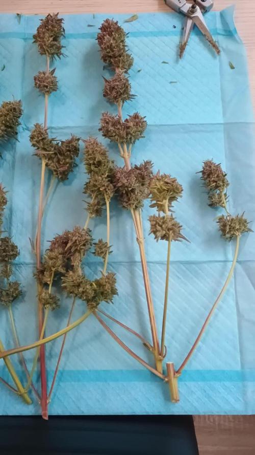 Apple Fritter Automatic - Zamnesia