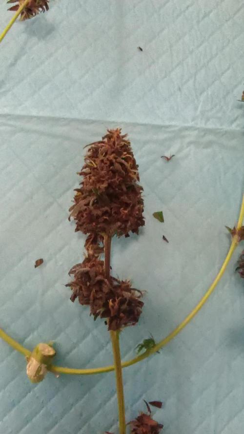 Red Pure CBD Auto - Sweet Seeds