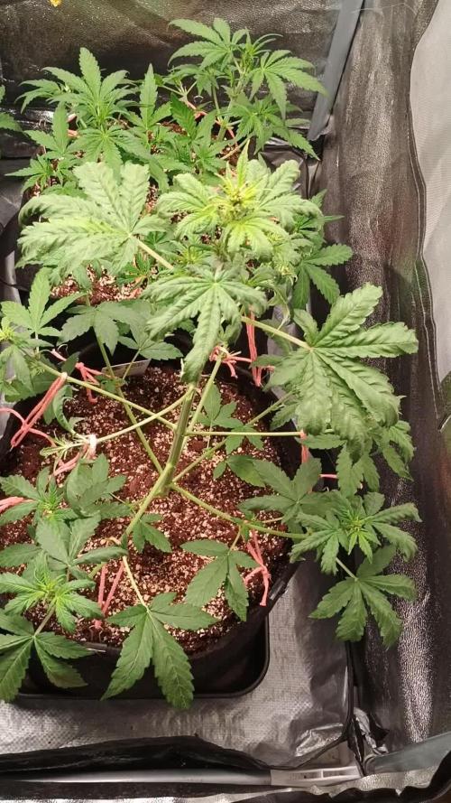Space Cookies Auto - Delicious Seeds