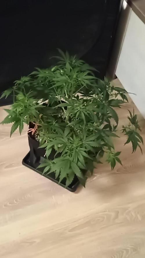 Space Cookies Auto - Delicious Seeds
