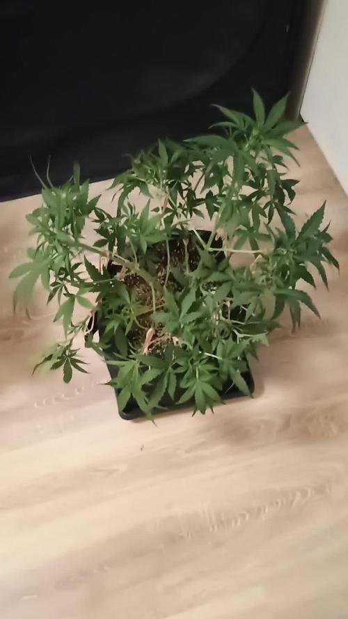 Break-up Cake Auto - Kannabia