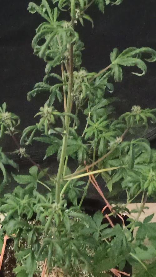 Purplematic CBD - RQS