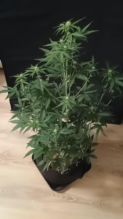 Dosidos Auto - Kannabia