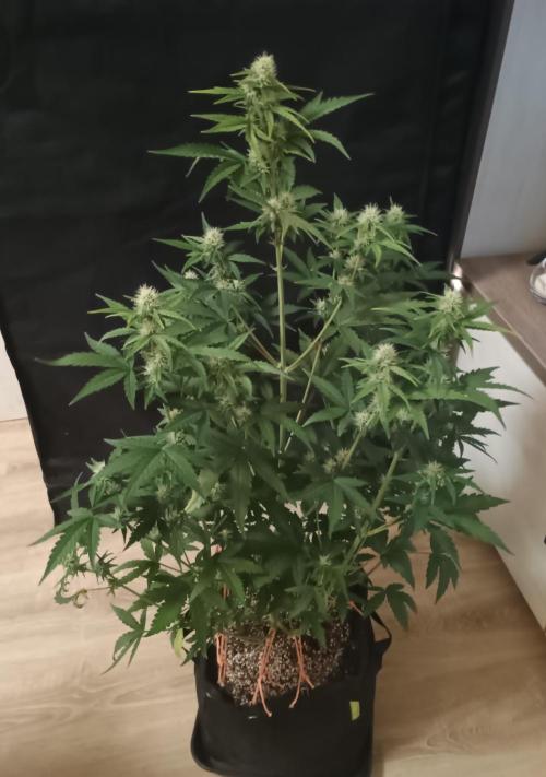 Dosidos Auto - Kannabia. Week 5 - 37. den