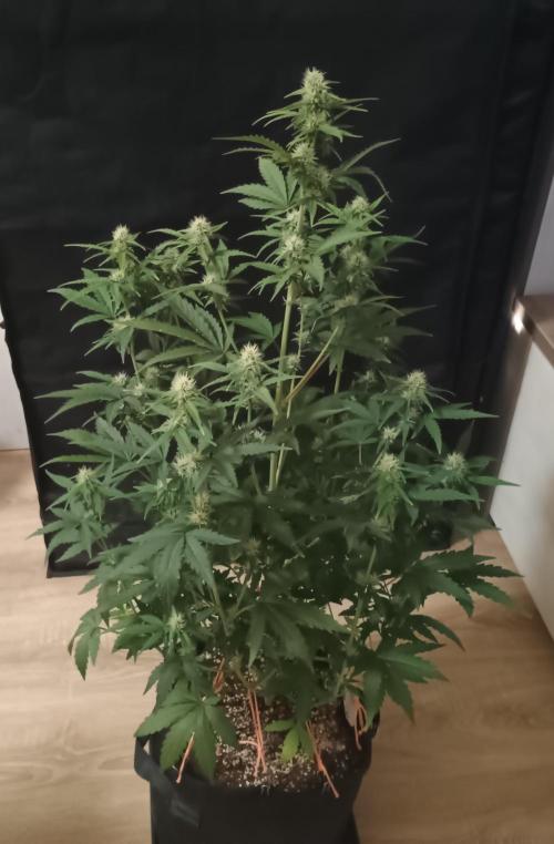 Dosidos Auto - Kannabia. Week 5 - 37. den