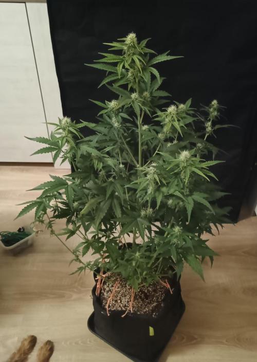 Dosidos Auto - Kannabia. Week 5 - 37. den