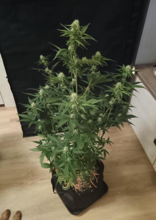 Dosidos Auto - Kannabia. Week 5 - 37. den