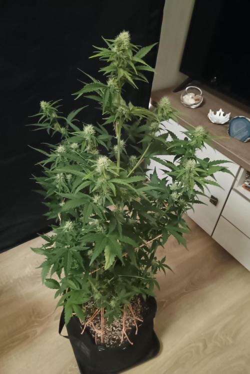 Dosidos Auto - Kannabia. Week 5 - 37. den