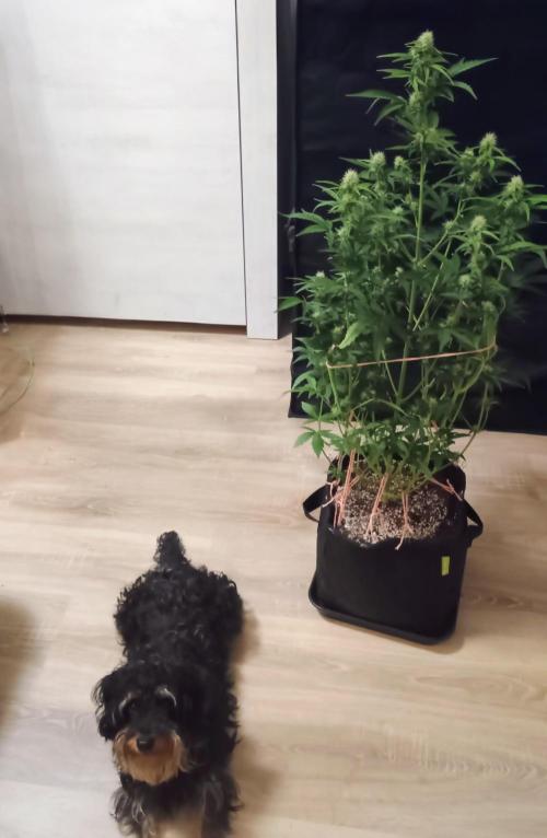 Dosidos Auto - Kannabia. Week 5 - 37. den