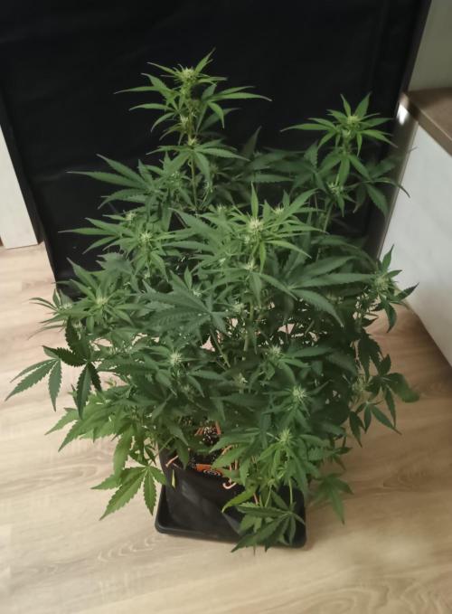 Break-up Cake Auto - Kannabia. Week 5 - 37. den