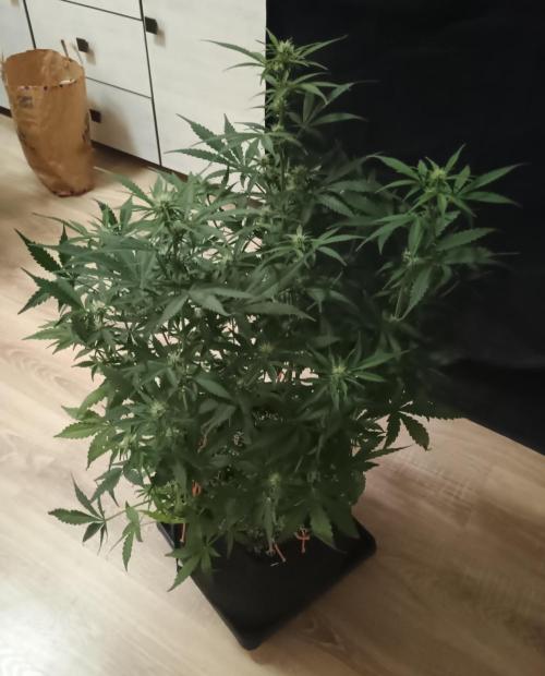 Break-up Cake Auto - Kannabia. Week 5 - 37. den