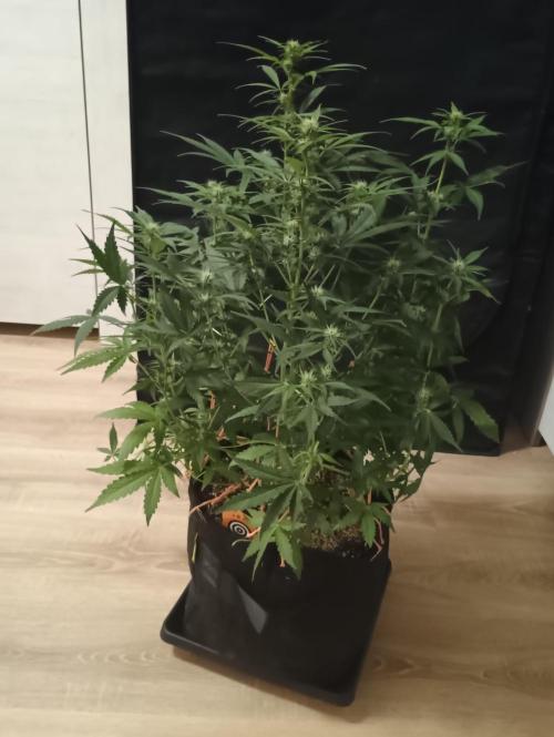 Break-up Cake Auto - Kannabia. Week 5 - 37. den