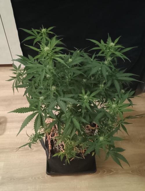 Break-up Cake Auto - Kannabia. Week 5 - 37. den