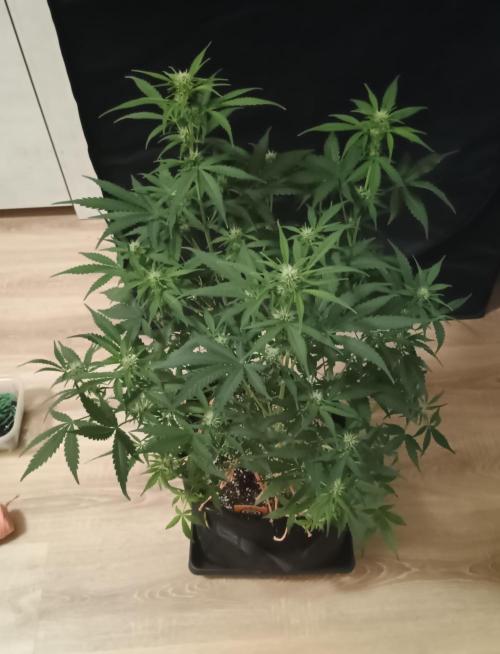 Break-up Cake Auto - Kannabia. Week 5 - 37. den