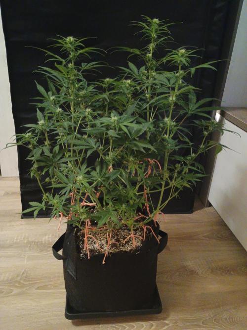 Break-up Cake Auto - Kannabia. Week 5 - 37. den