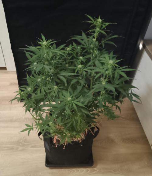 Break-up Cake Auto - Kannabia. Week 5 - 37. den