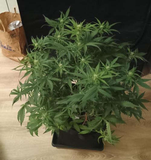 Space Cookies Auto - Delicious Seeds. Week 5 - 37. den