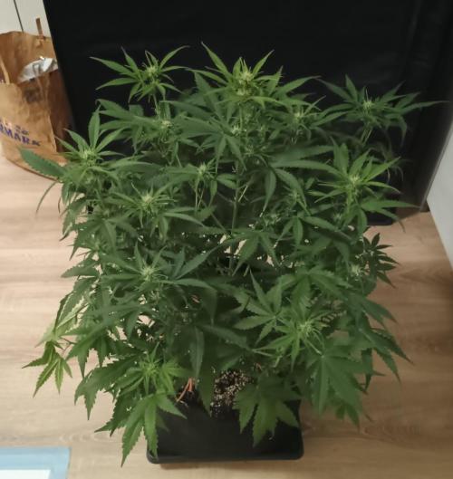 Space Cookies Auto - Delicious Seeds. Week 5 - 37. den