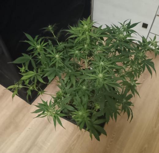 Space Cookies Auto - Delicious Seeds. Week 5 - 37. den