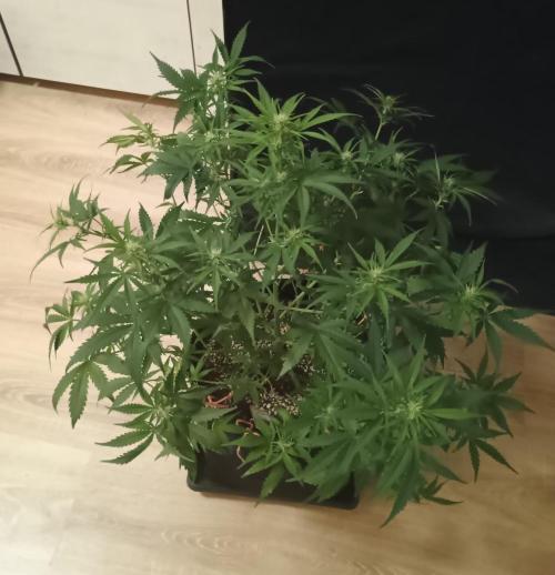 Space Cookies Auto - Delicious Seeds. Week 5 - 37. den