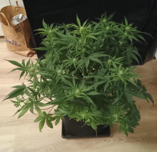 Space Cookies Auto - Delicious Seeds. Week 5 - 37. den