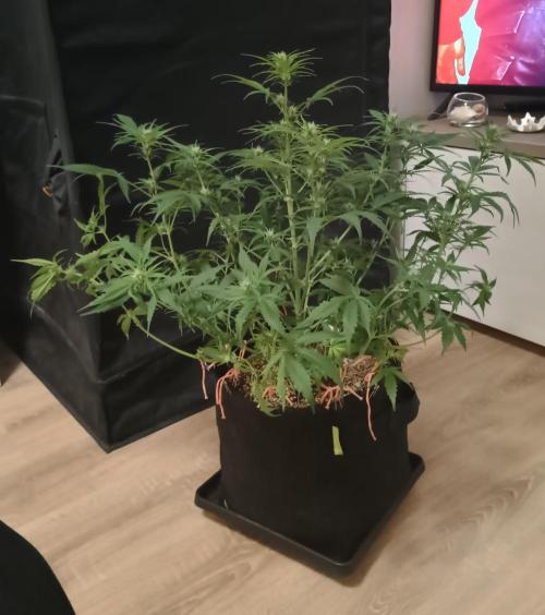 Space Cookies Auto - Delicious Seeds. Week 5 - 37. den