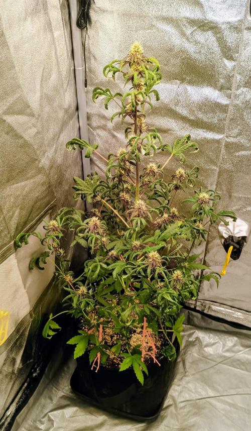 Purplematic CBD - RQS. Week 5 - 37. den