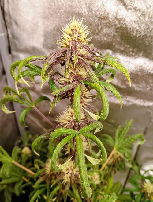 Purplematic CBD - RQS. Week 5 - 37. den