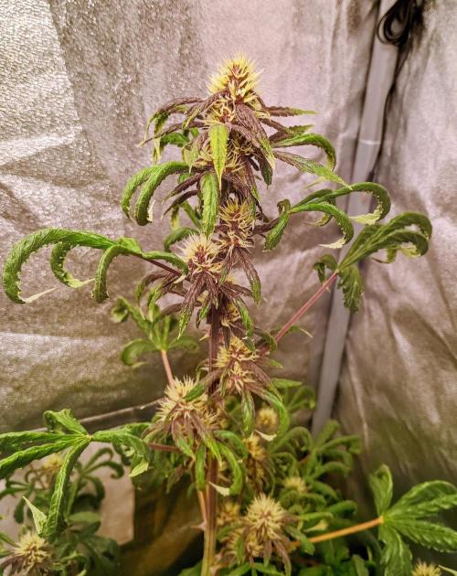 Purplematic CBD - RQS. Week 5 - 37. den