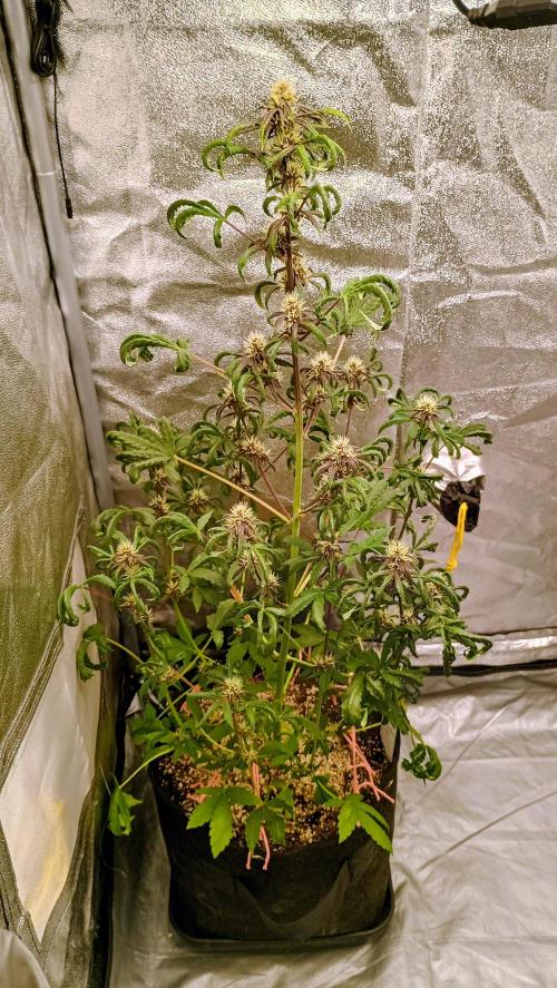 Purplematic CBD - RQS. Week 5 - 37. den