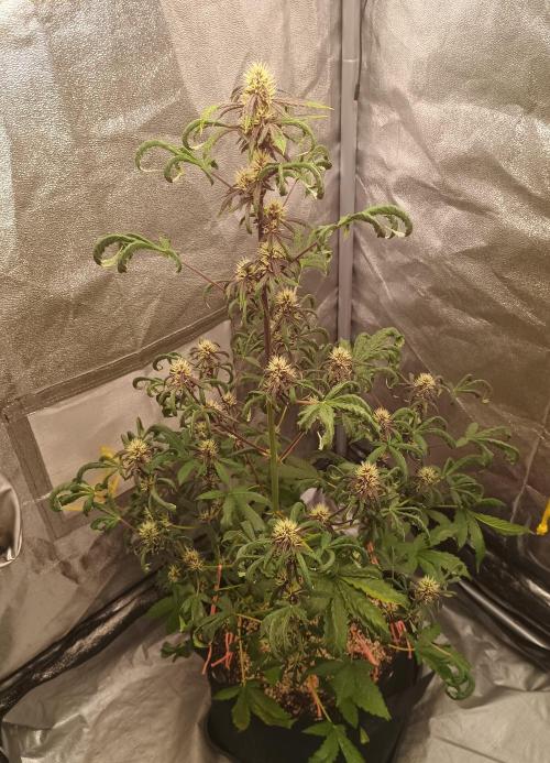 Purplematic CBD - RQS. Week 5 - 37. den