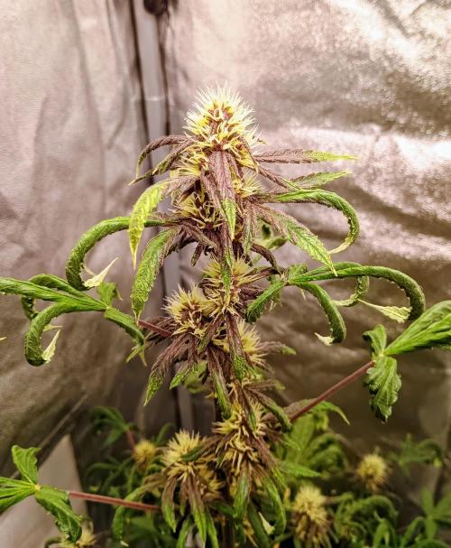 Purplematic CBD - RQS. Week 5 - 37. den